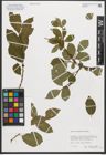 Foto von Salix silesiaca Willd.
